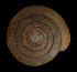 (Ventridens acerra - UF437652A)  @13 [ ] CreativeCommons - Attribution Non-Commercial Share-Alike (2011) Florida Museum of Natural History Florida Museum of Natural History