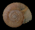  ( - UF437658A)  @13 [ ] CreativeCommons - Attribution Non-Commercial Share-Alike (2011) Florida Museum of Natural History Florida Museum of Natural History