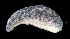  ( - UF437659A)  @13 [ ] CreativeCommons - Attribution Non-Commercial Share-Alike (2011) Florida Museum of Natural History Florida Museum of Natural History