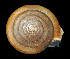  ( - UF437680A)  @13 [ ] CreativeCommons - Attribution Non-Commercial Share-Alike (2011) Florida Museum of Natural History Florida Museum of Natural History