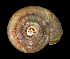  (Zonitoides elliotti - UF437687A)  @13 [ ] CreativeCommons - Attribution Non-Commercial Share-Alike (2011) Florida Museum of Natural History Florida Museum of Natural History