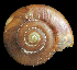  ( - UF437723A)  @13 [ ] CreativeCommons - Attribution Non-Commercial Share-Alike (2011) Florida Museum of Natural History Florida Museum of Natural History