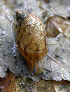  ( - UF437726A)  @13 [ ] CreativeCommons - Attribution Non-Commercial Share-Alike (2011) Florida Museum of Natural History Florida Museum of Natural History