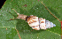  (Mesembrinus multilineatus - UF437818A)  @13 [ ] CreativeCommons - Attribution Non-Commercial Share-Alike (2011) John Slapcinsky Florida Museum of Natural History