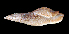  ( - UF444724A)  @12 [ ] CreativeCommons - Attribution Non-Commercial Share-Alike (2011) Unspecified Florida Museum of Natural History