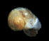  (Vitrina pellucida - UF444813A)  @12 [ ] CreativeCommons - Attribution Non-Commercial Share-Alike (2011) Unspecified Florida Museum of Natural History