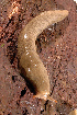  (Ariolimax columbianus - UF446024A)  @13 [ ] CreativeCommons - Attribution Non-Commercial (2011) John Slapcinsky Florida Museum of Natural History