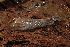  ( - UF446046A)  @14 [ ] CreativeCommons - Attribution Non-Commercial (2011) John Slapcinsky Florida Museum of Natural History