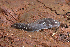  ( - UF446050A)  @12 [ ] CreativeCommons - Attribution Non-Commercial (2011) John Slapcinsky Florida Museum of Natural History