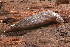  ( - UF446050B)  @12 [ ] CreativeCommons - Attribution Non-Commercial (2011) John Slapcinsky Florida Museum of Natural History