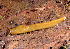  (Ariolimax buttoni - UF446053B)  @13 [ ] CreativeCommons - Attribution Non-Commercial (2011) John Slapcinsky Florida Museum of Natural History