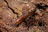  ( - UF446058A)  @11 [ ] CreativeCommons - Attribution Non-Commercial (2011) John Slapcinsky Florida Museum of Natural History
