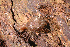 ( - UF446058B)  @11 [ ] CreativeCommons - Attribution Non-Commercial (2011) John Slapcinsky Florida Museum of Natural History