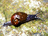  ( - UF446574A)  @11 [ ] CreativeCommons - Attribution Non-Commercial Share-Alike (2011) John Slapcinsky Florida Museum of Natural History