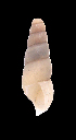  ( - UF447053A)  @12 [ ] CreativeCommons - Attribution Non-Commercial Share-Alike (2011) John Slapcinsky Florida Museum of Natural History