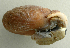  (Triodopsis juxtidens - UF447089A)  @13 [ ] CreativeCommons - Attribution Non-Commercial Share-Alike (2011) John Slapcinsky Florida Museum of Natural History