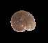  (Glyphyalinia virginica - UF447109A)  @12 [ ] CreativeCommons - Attribution Non-Commercial Share-Alike (2011) John Slapcinsky Florida Museum of Natural History