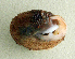  ( - UF447188A)  @11 [ ] CreativeCommons - Attribution Non-Commercial Share-Alike (2011) John Slapcinsky Florida Museum of Natural History