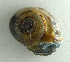 ( - UF447215A)  @13 [ ] CreativeCommons - Attribution Non-Commercial Share-Alike (2011) John Slapcinsky Florida Museum of Natural History