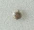  (Striatura meridionalis - UF447241A)  @12 [ ] CreativeCommons - Attribution Non-Commercial Share-Alike (2011) John Slapcinsky Florida Museum of Natural History