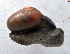  (Mesomphix globosus - UF448705A)  @13 [ ] CreativeCommons - Attribution Non-Commercial Share-Alike (2011) John Slapcinsky Florida Museum of Natural History