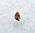  ( - UF448716A)  @11 [ ] CreativeCommons - Attribution Non-Commercial Share-Alike (2011) John Slapcinsky Florida Museum of Natural History