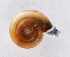  ( - UF448774A)  @11 [ ] CreativeCommons - Attribution Non-Commercial Share-Alike (2011) John Slapcinsky Florida Museum of Natural History
