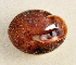  ( - UF448892A)  @11 [ ] CreativeCommons - Attribution Non-Commercial Share-Alike (2011) John Slapcinsky Florida Museum of Natural History