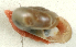  (Glyphyalinia rhoadsi - UF449296A)  @11 [ ] CreativeCommons - Attribution Non-Commercial Share-Alike (2011) John Slapcinsky Florida Museum of Natural History
