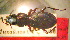  (Pterostichus medvedevi - BGE_00900_A01)  @11 [ ] Copyright (c) (2025) Zinenko Oleksandr Museum of Nature of V.N. Karazin Kharkiv National University