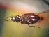  (Bembidion ghilarovi - BGE_00900_A02)  @11 [ ] Copyright (c) (2025) Zinenko Oleksandr Museum of Nature of V.N. Karazin Kharkiv National University