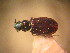  (Bembidion roborovskii - BGE_00900_A03)  @11 [ ] Copyright (c) (2025) Zinenko Oleksandr Museum of Nature of V.N. Karazin Kharkiv National University