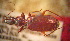  (Cymindis emetzi - BGE_00900_A05)  @11 [ ] Copyright (c) (2025) Zinenko Oleksandr Museum of Nature of V.N. Karazin Kharkiv National University