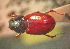  (Pseudacrossus - BGE_00900_A07)  @11 [ ] Copyright (c) (2025) Zinenko Oleksandr Museum of Nature of V.N. Karazin Kharkiv National University