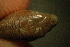  (Asymblepharus - gDNA MTD-TD 25642b)  @11 [ ] Copyright (c) (2025) Zinenko Oleksandr Museum of Nature of V.N. Karazin Kharkiv National University