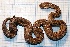  (Gloydius - gDNA MTD-TD 25639 2.0 II)  @11 [ ] Copyright (c) (2025) Zinenko Oleksandr Museum of Nature of V.N. Karazin Kharkiv National University