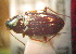  (Bembidion prokopenkoi - BGE_00900_B04)  @11 [ ] Copyright (c) (2025) Zinenko Oleksandr Museum of Nature of V.N. Karazin Kharkiv National University