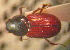  ( - BGE_00900_B07)  @11 [ ] Copyright (c) (2025) Zinenko Oleksandr Museum of Nature of V.N. Karazin Kharkiv National University