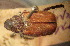  (Hoplia paupera - BGE_00900_C12)  @11 [ ] Copyright (c) (2025) Zinenko Oleksandr Museum of Nature of V.N. Karazin Kharkiv National University
