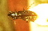  (Bembidion badakshanikum - BGE_00900_C01)  @11 [ ] Copyright (c) (2025) Zinenko Oleksandr Museum of Nature of V.N. Karazin Kharkiv National University