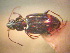  (Bembidion kokandicum - BGE_00900_C03)  @11 [ ] Copyright (c) (2025) Zinenko Oleksandr Museum of Nature of V.N. Karazin Kharkiv National University