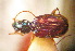  (Bembidion eucheres - BGE_00900_D03)  @11 [ ] Copyright (c) (2025) Zinenko Oleksandr Museum of Nature of V.N. Karazin Kharkiv National University