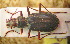  (Nebria ferganensis - BGE_00900_D08)  @11 [ ] Copyright (c) (2025) Zinenko Oleksandr Museum of Nature of V.N. Karazin Kharkiv National University