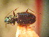 (Bembidion glasunovi - BGE_00900_E01)  @11 [ ] Copyright (c) (2025) Zinenko Oleksandr Museum of Nature of V.N. Karazin Kharkiv National University
