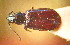  ( - BGE_00900_E02)  @11 [ ] Copyright (c) (2025) Zinenko Oleksandr Museum of Nature of V.N. Karazin Kharkiv National University