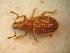  (Nanomias - BGE_00900_E05)  @11 [ ] Copyright (c) (2025) Zinenko Oleksandr Museum of Nature of V.N. Karazin Kharkiv National University