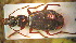  (Cymindis tschatkalika - BGE_00900_E08)  @11 [ ] Copyright (c) (2025) Zinenko Oleksandr Museum of Nature of V.N. Karazin Kharkiv National University