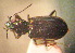  (Bembidion kryzhanovskii - BGE_00900_F01)  @11 [ ] Copyright (c) (2025) Zinenko Oleksandr Museum of Nature of V.N. Karazin Kharkiv National University