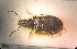  (Bembidion mikitjukovi - BGE_00900_F02)  @11 [ ] Copyright (c) (2025) Zinenko Oleksandr Museum of Nature of V.N. Karazin Kharkiv National University