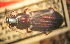 (Amara hiekei - BGE_00900_F04)  @11 [ ] Copyright (c) (2025) Zinenko Oleksandr Museum of Nature of V.N. Karazin Kharkiv National University
